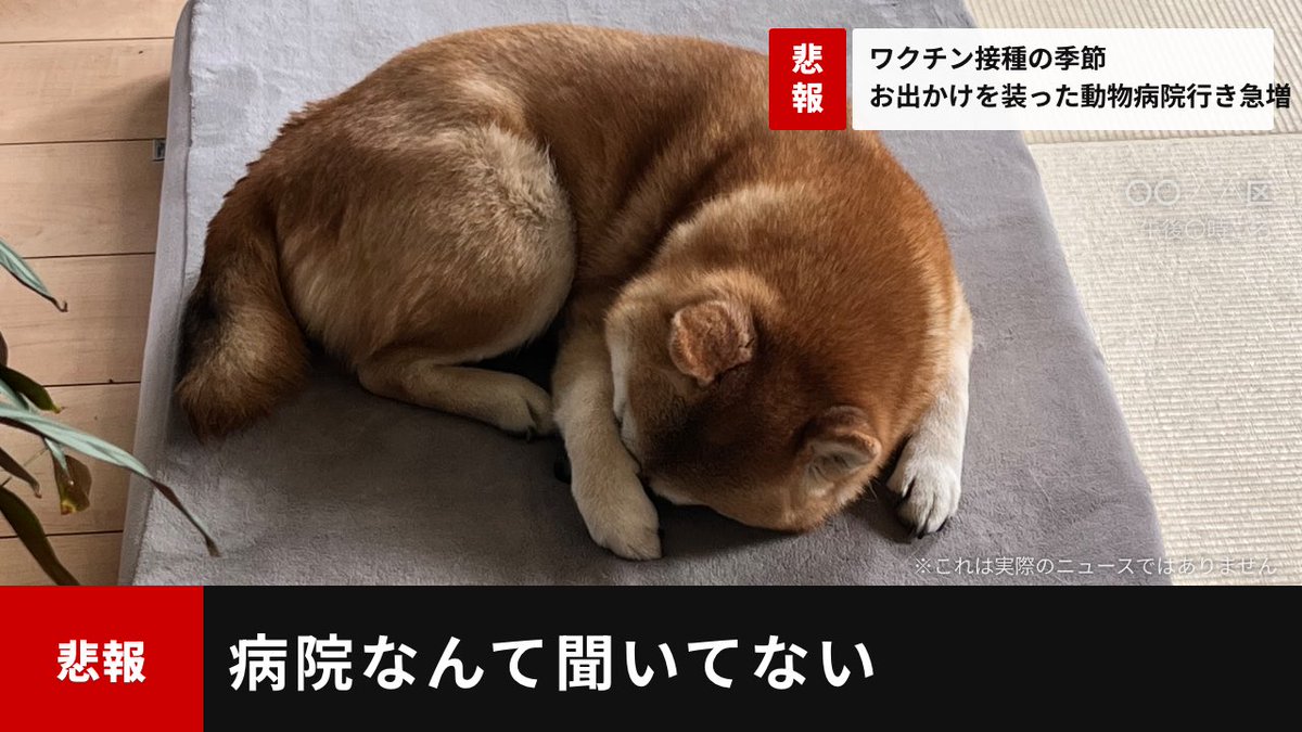 柴犬おとちゃん🐕6歳 tweet media
