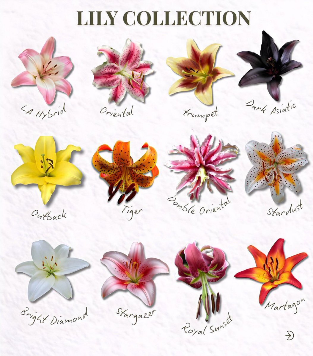 softpetalview's tweet image. 