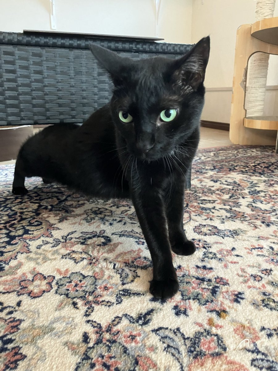 保護猫カフェ 猫の館ME◎人スタッフ tweet media