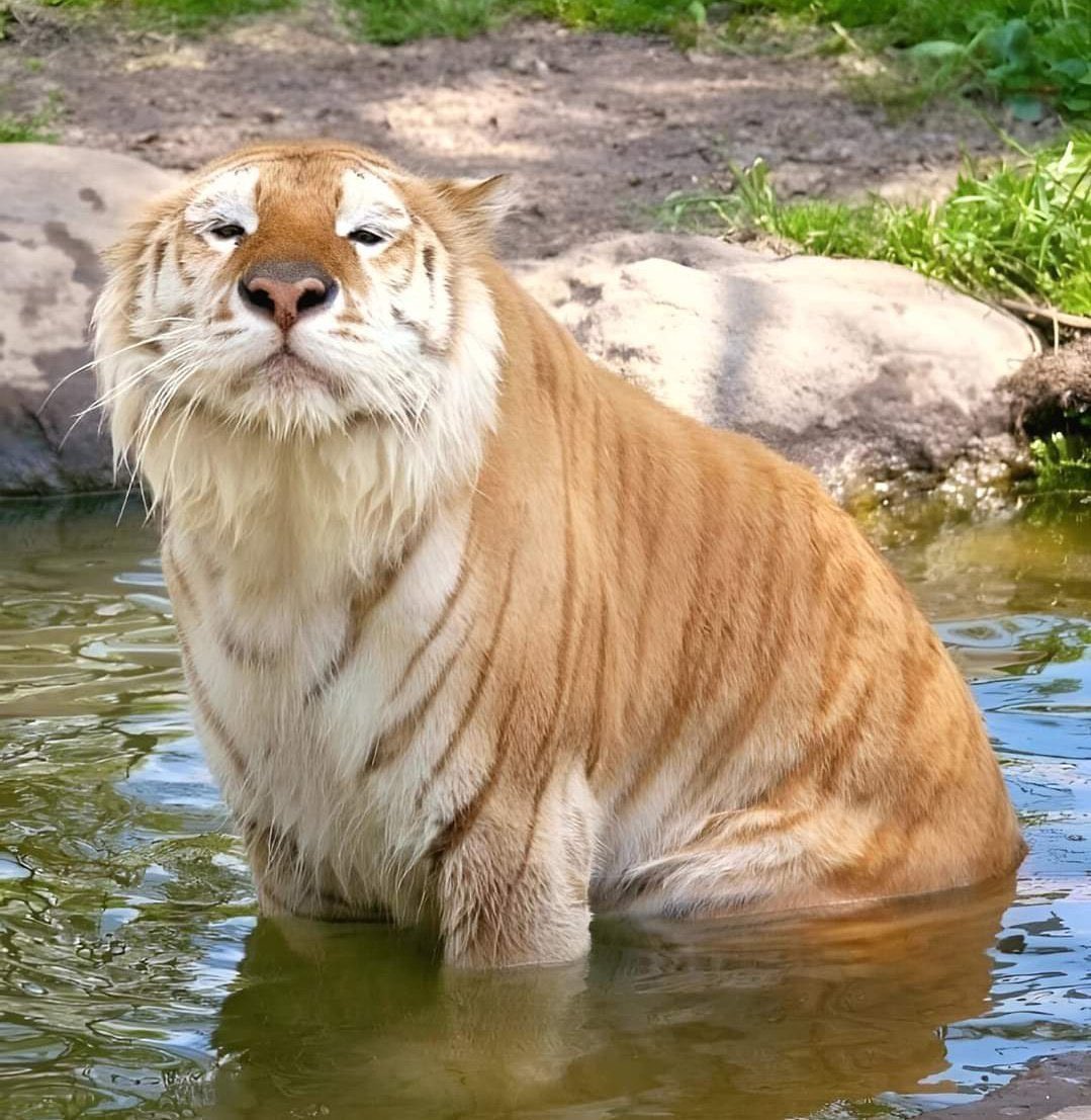 cats with powerful aura tweet media