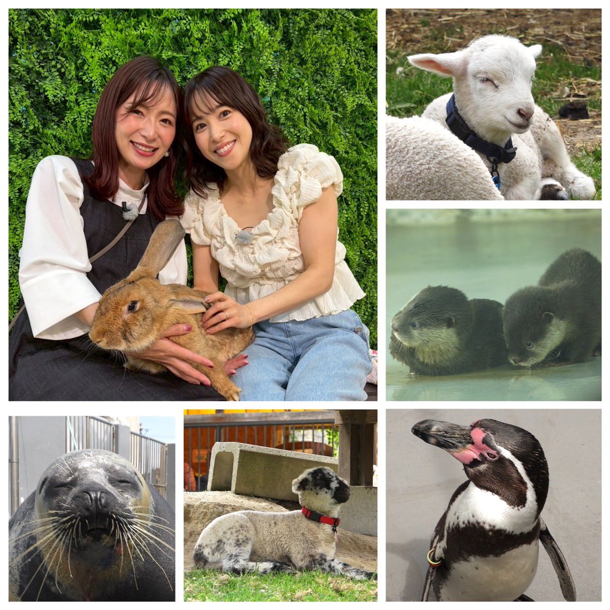 来週4日(月・祝)は…

GWに会える！東海地方かわいい動物SP✨
モフモフ！南知多のカワウソ＆
牧場のヒツジ赤ちゃん🐏
癒し！至近距離のふれあい体験🐇
飼育員が紹介！激カワ動物の秘蔵映像✨

#松平健 が巨大ショッピングモールで
視聴者のみなさんに福袋づくり

#DAIGO が愛知・いりなか駅周辺を散策