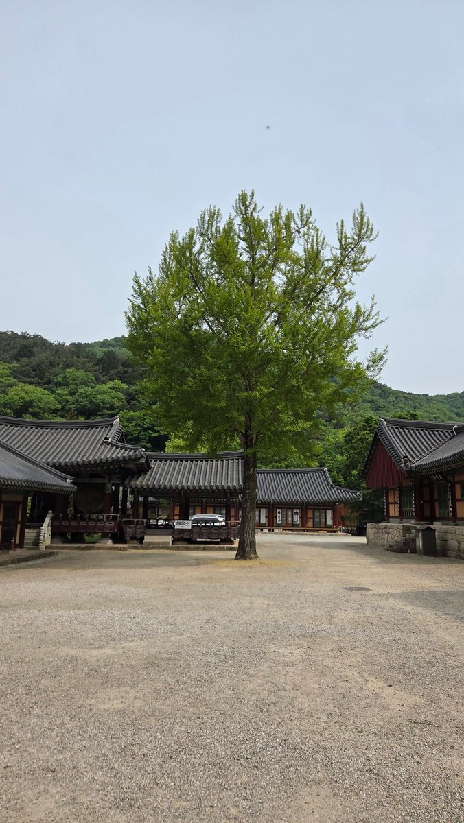 빗자루25 tweet media