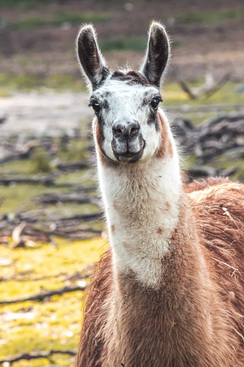 Donkey tweet media