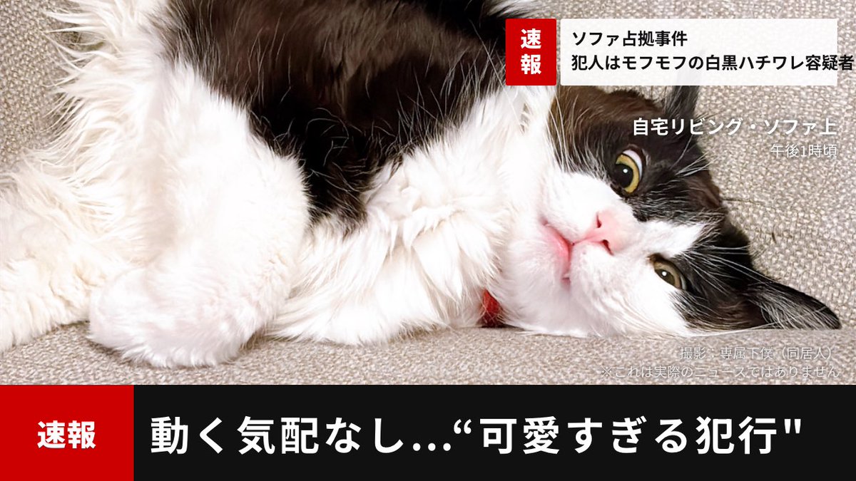 ぼくはムタ tweet media