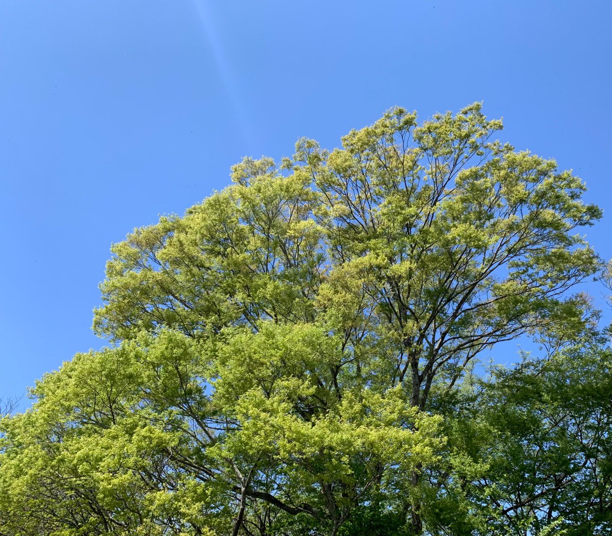 菅原茂（気仙沼市長） tweet media