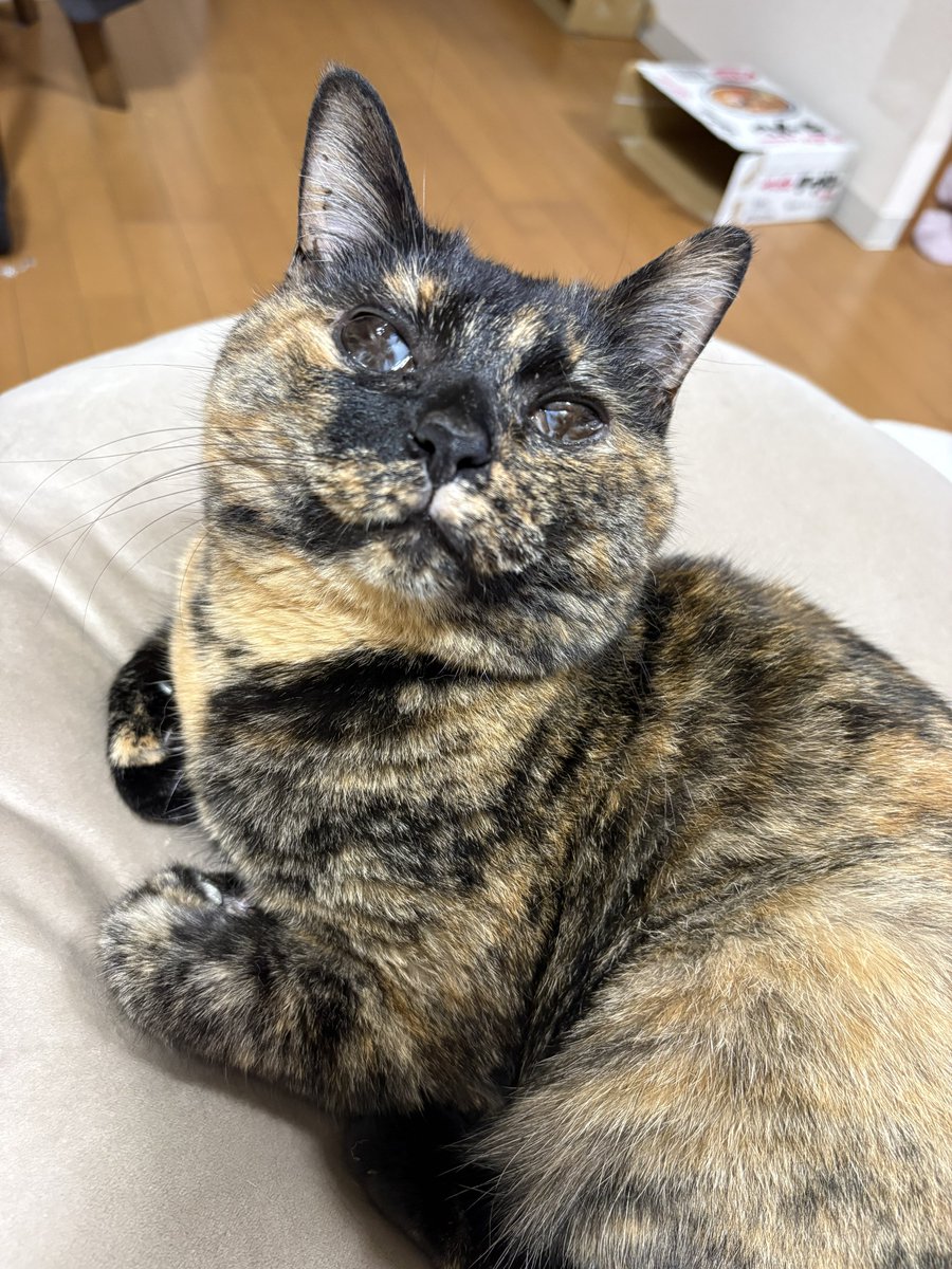 梅虎 tweet media