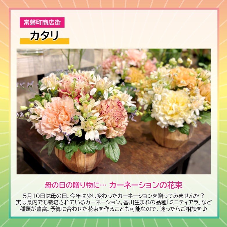 takpj3's tweet image. カタリ(トキワ街)の #HappySpring
✿母の日の贈り物に…カーネーションの花束
5月10日は母の日。今年は少し変わったカーネーションを贈ってみませんか？県産のカーネーションもあり、その中でも小さい「ミニティアラ」は香川県で生まれた品種。もちろん、予算に合わせて花束を作ることも可能です。