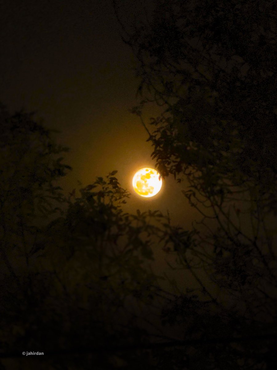 jahirdan's tweet image. Luna de Flores… 💛 #CDMX #Luna #Mexico