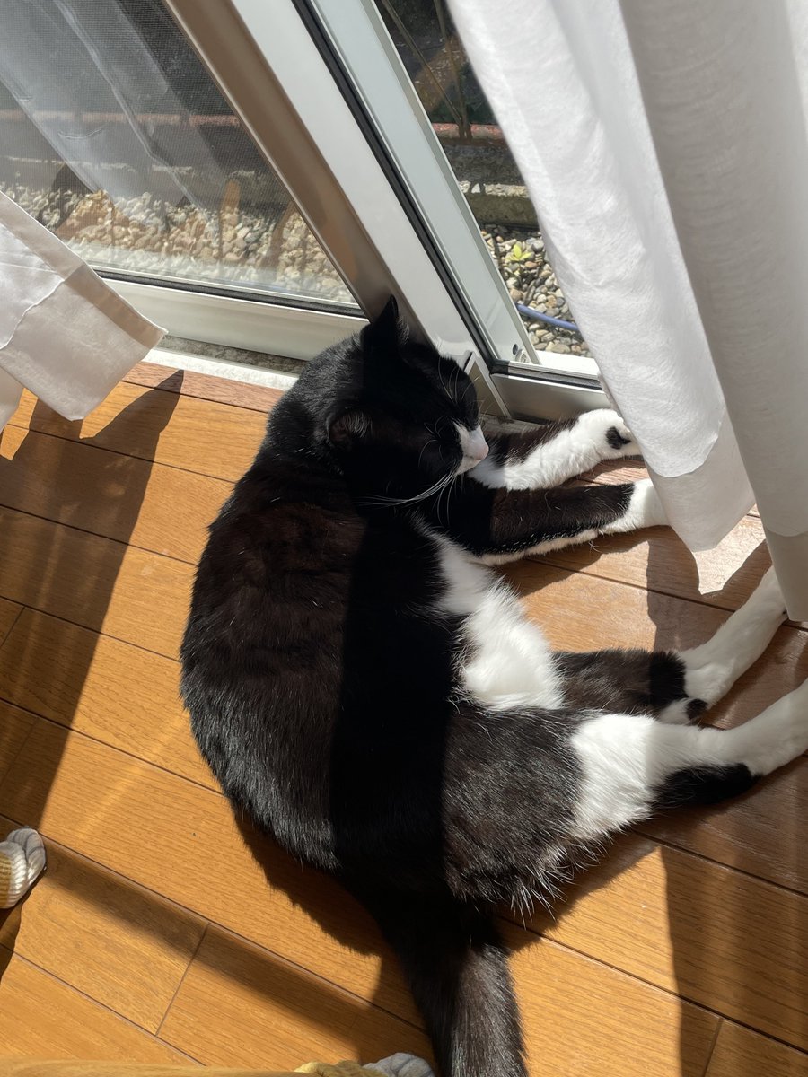 masae_mon's tweet photo. それぞれに平和な昼下がり🐈‍⬛🐈 https://t.co/VN20dySd9m