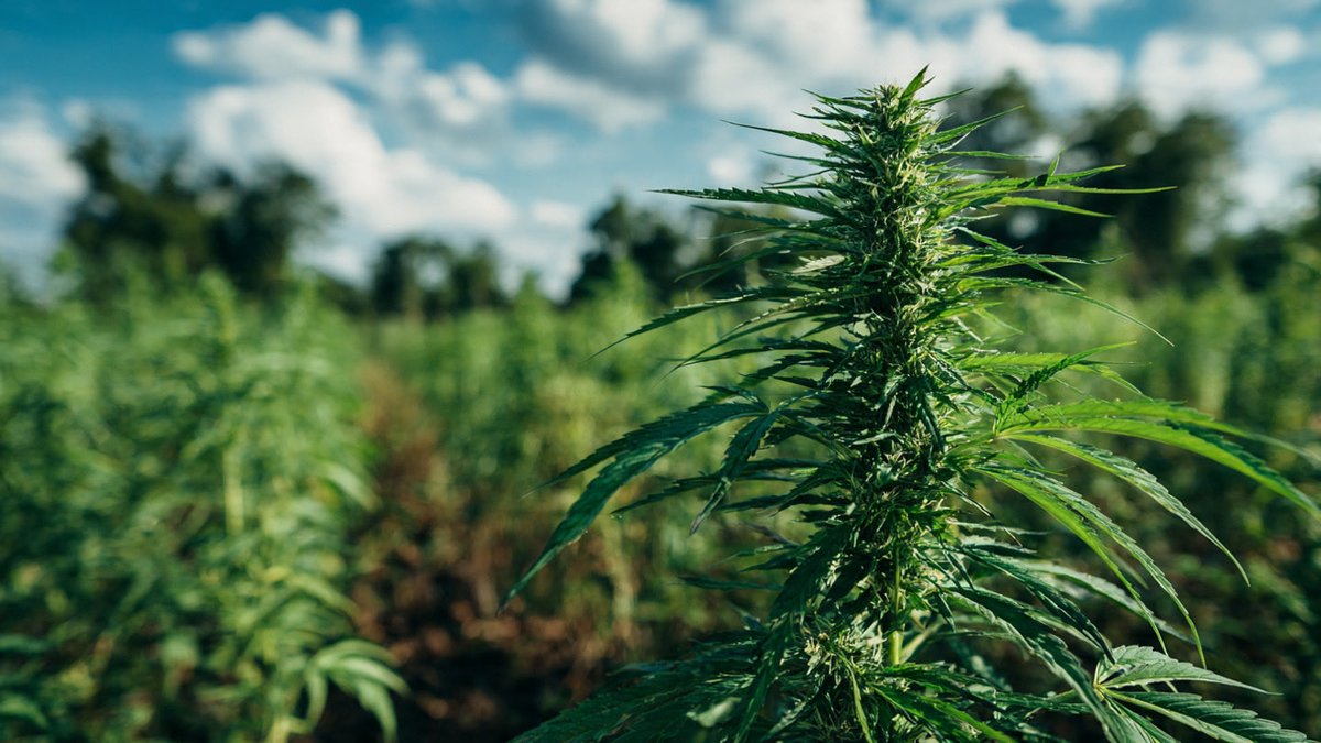 MemphisWeerl's tweet image. Sativa or indica ?? #weedlovers #Louisiana weed #Neworleans