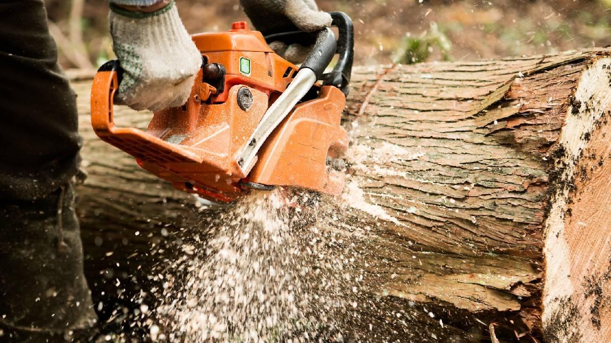 UnoNoticias's tweet image. Denuncian tala de árboles centenarios en zonas de conservación de Cuajimalpa, alertan usuarios. #MedioAmbiente unotv.com/estados/ciudad…