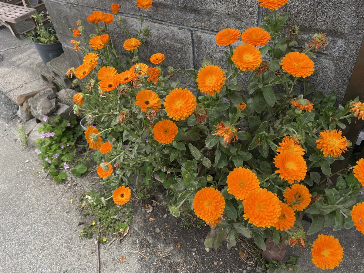 Tomo_Mrk3B01's tweet image. Now enjoying walking and seeing countryside views😉
#twinglish #walking #散歩