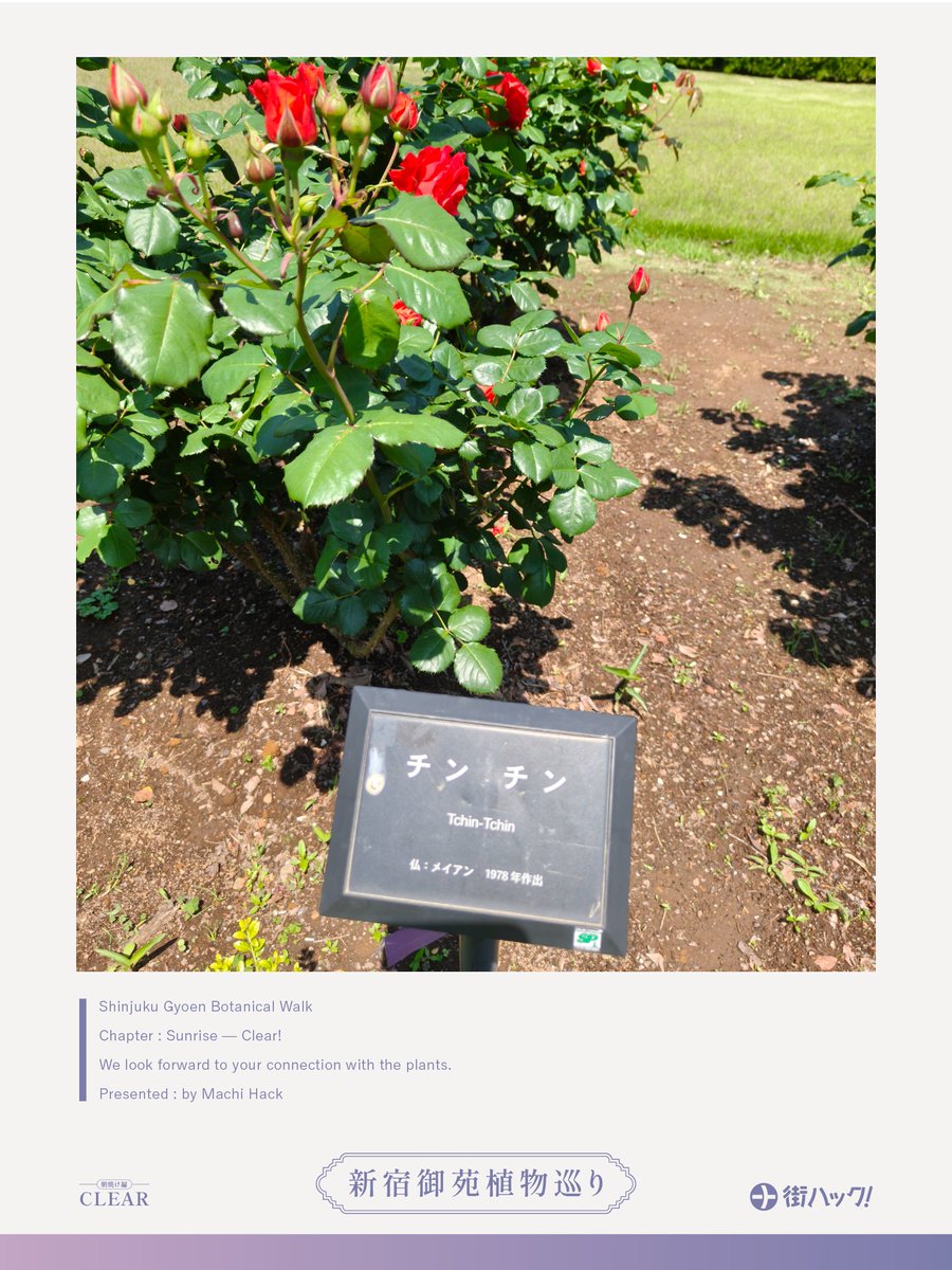 youri401's tweet photo. #新宿御苑植物巡り https://t.co/FYn2GkqXOF
