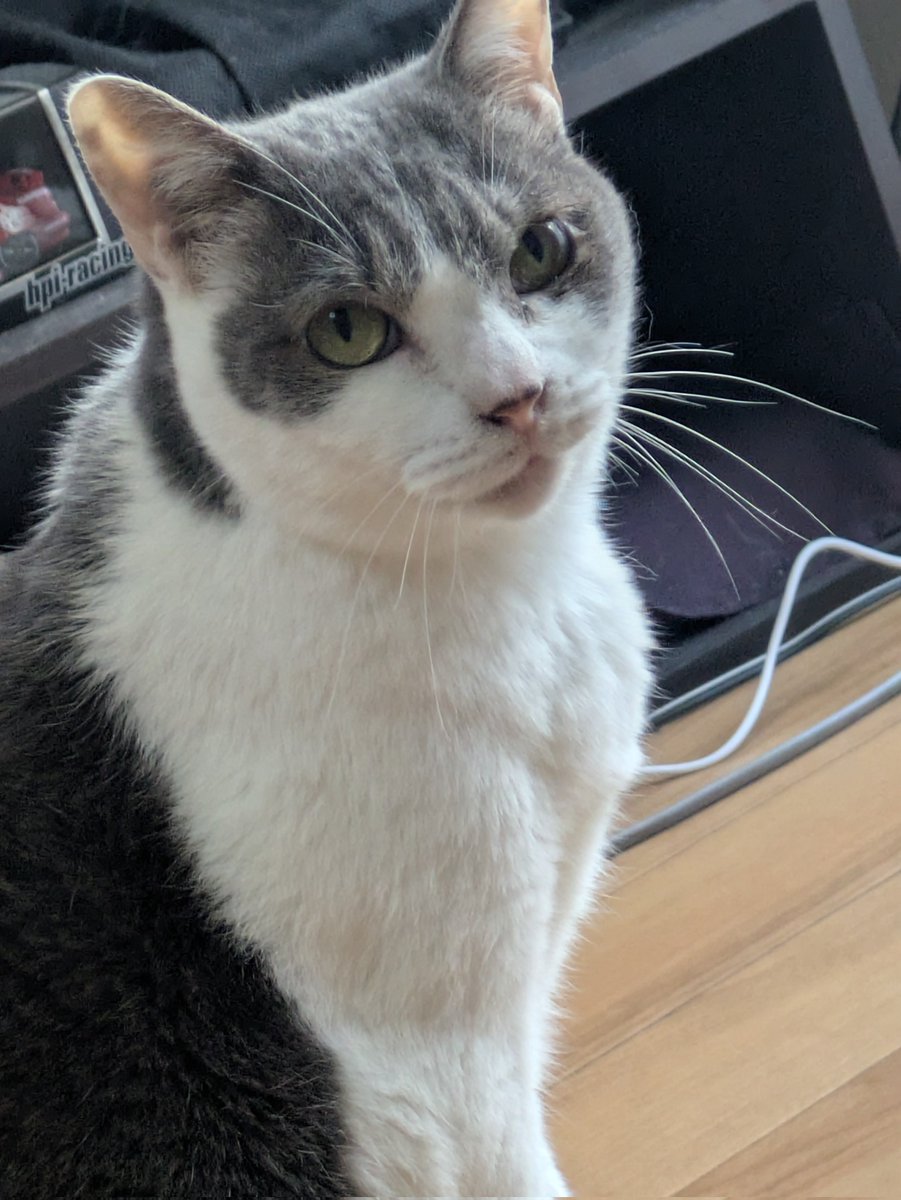 sunsetpig218's tweet photo. #猫のいる暮らし
無言の圧を感じる。
チュールの催促 https://t.co/QqU68OTeEP
