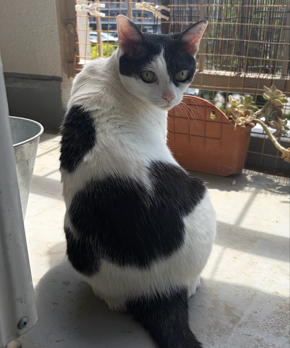 vegelovecat's tweet image. 午前とーちゃんにミズさん頼んで実家へ 母とヤオコー行ったらヴィーガンカレー増えてたから応援3つ購入 あたしかんいちさん母で薬膳カレーをかなり購入してるから増やしてくれたかも
黒七うまかったから買い支える
朝飯はオーツ米粉バナナのパンケーキ ソイラテ
 #vegan #ヴィーガン #保護猫を家族に