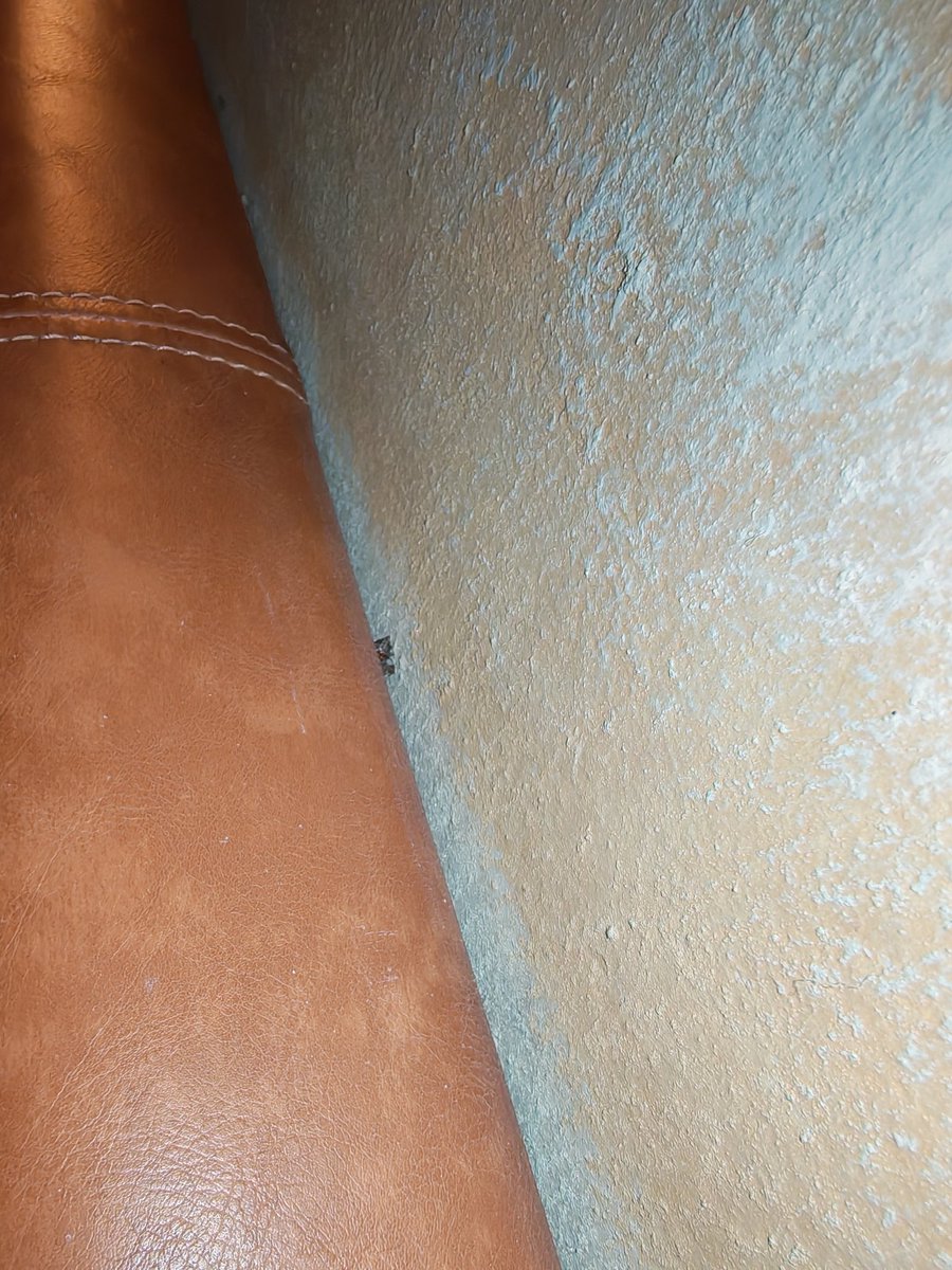 fdocortesch's tweet photo. @MarriottIntl @Marriott @MarriottBonvoy Pésima experiencia en Santa Lucia Jungle Hacienda. 5 horas intentando descansar: habitación sucia (¡con arañas!),parqueo sin espacio, cena fría y +1 hora esperando maletas tras pedirlo a 2 botones. Mal manejo.#Marriott #CostaRica https://t.co/CaLVUzkB1P