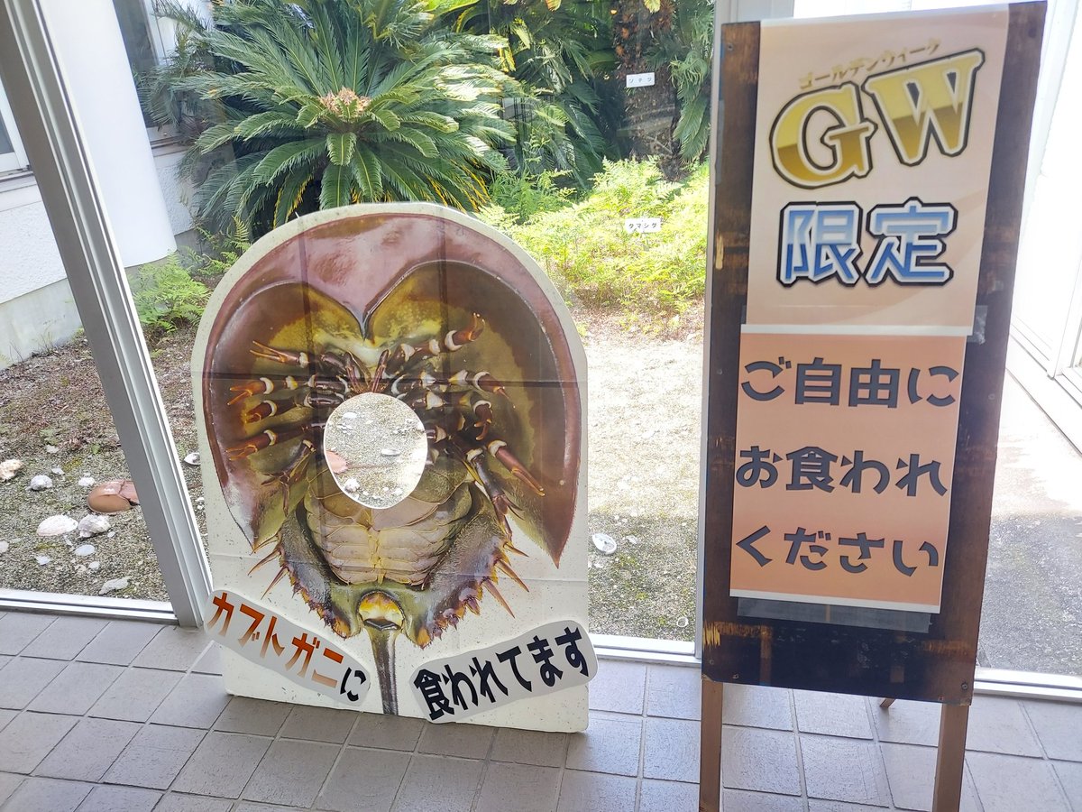 笠岡市立カブトガニ博物館【公式】 tweet media