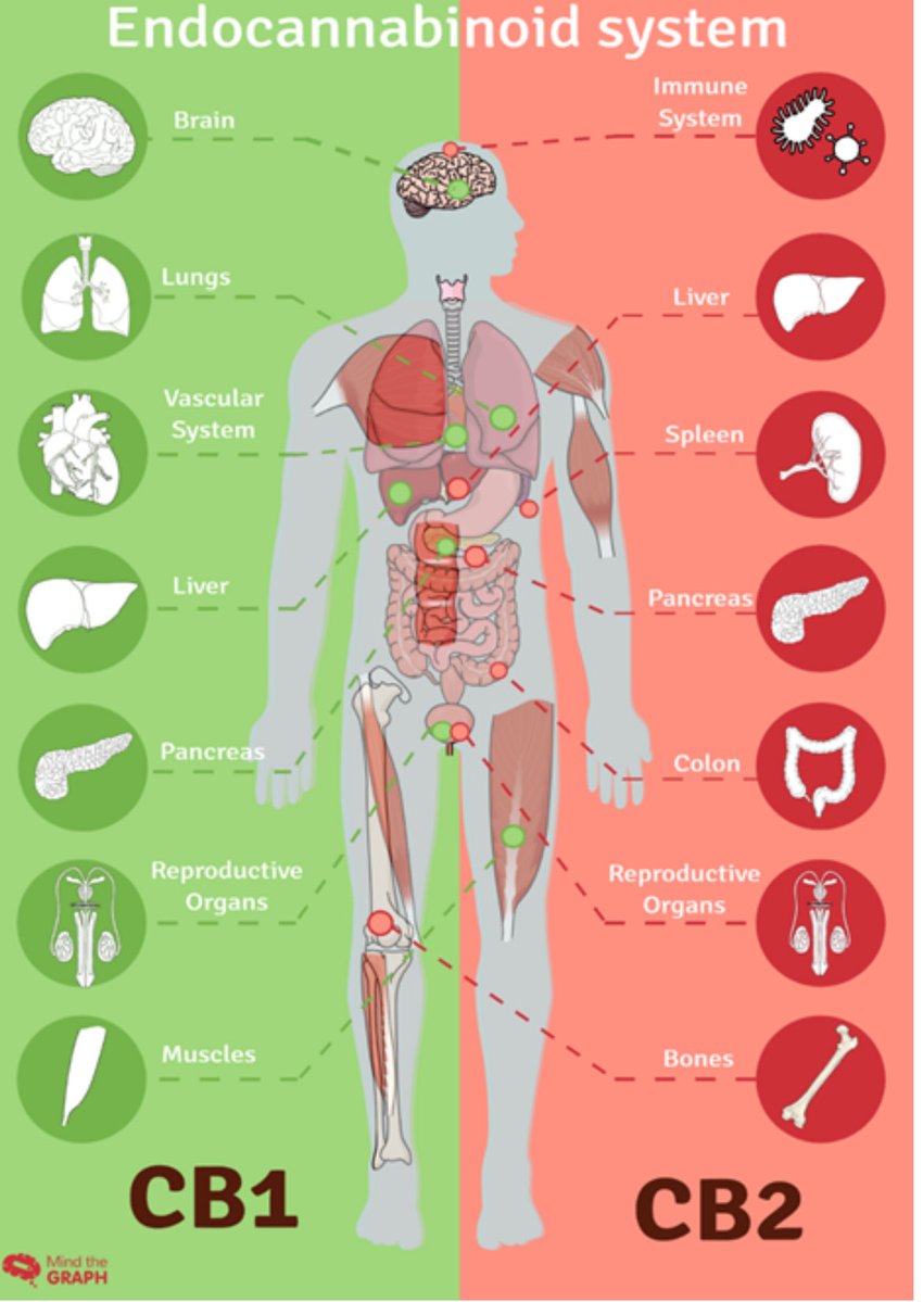 projectpeace's tweet image. While AI is a time-efficient tool for communicating swaths of information, it is imperfect, listing toward understatement. 

Combined essential environmental, agronomic, nutritional, therapeutic &amp;amp; industrial properties unique to #Cannabis makes it THE most valuable plant on Earth