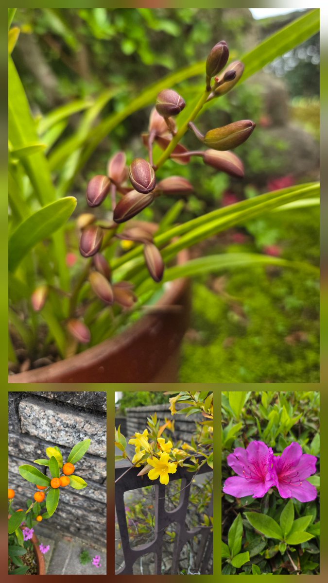fti_ymmt's tweet photo. 母が遺した花たち。
ど根性植物となって実家を取り囲むように咲き誇っている。
#花写真 #叡山蘭 #企業公式相互フォロー https://t.co/XyGlrDwsyV
