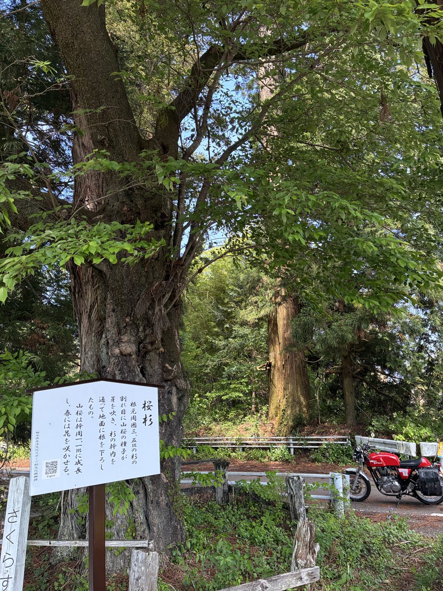 ax1super's tweet photo. 日光の文挾宿郷倉の杉の木と日光杉並街道の桜杉。旧日光街道は通行止区間あり。前に来た時は普通に通れた気がする…
#コンチネンタルGT535
#ロイヤルエンフィールド
#巨木
#巨木 https://t.co/TSK67OF2KX