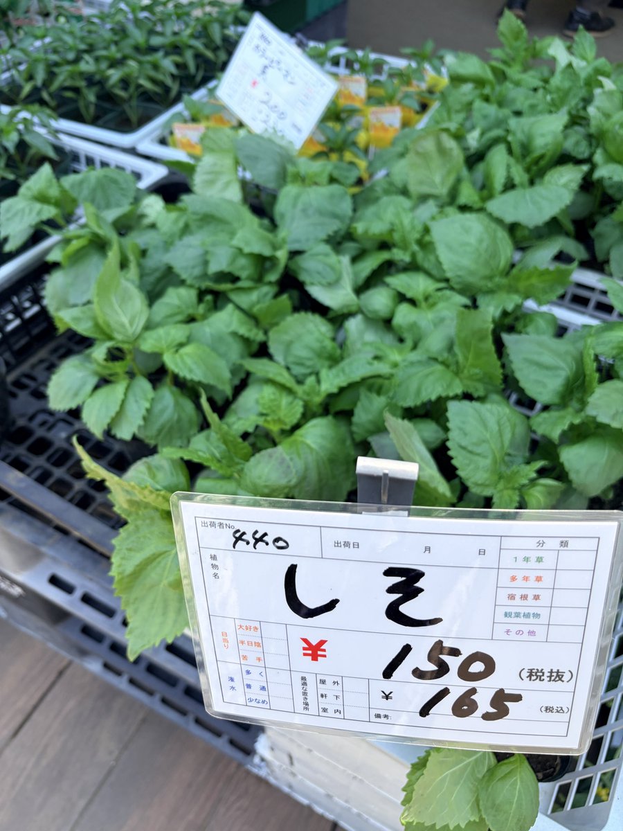 mayuka_soprano's tweet photo. 今日のコレペティレッスンの帰り道。
シソの苗をふた株、お迎えしました🌱
今年も元気に��ちますように。
さて、いよいよ明後日は『オペラ大好き』コンサート✨
演じるのは、まっすぐで清らかな愛に生きるジルダ。
彼女の心に寄り添い、精一杯歌い上げたいと思います！
出演者一同お待ちしております。 https://t.co/houii3px2F