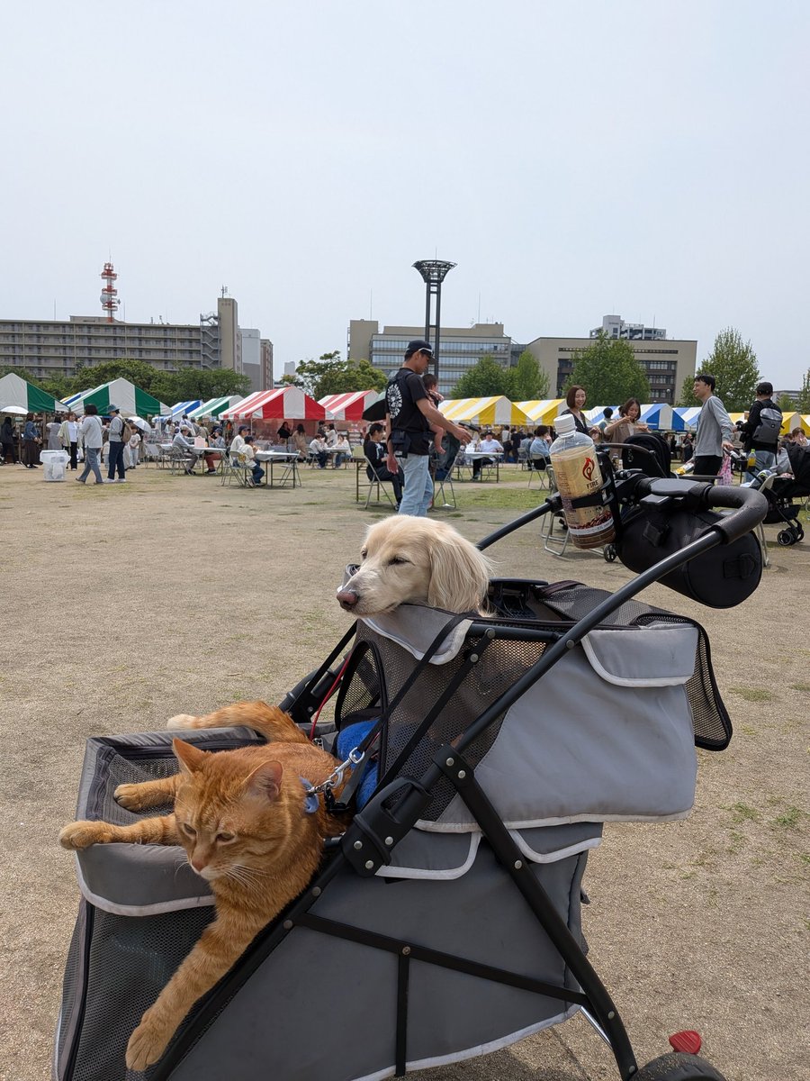 門司港の次は小倉の勝山公園でグランドマ―ケットをやってたのでぶらぶらして来ました😆