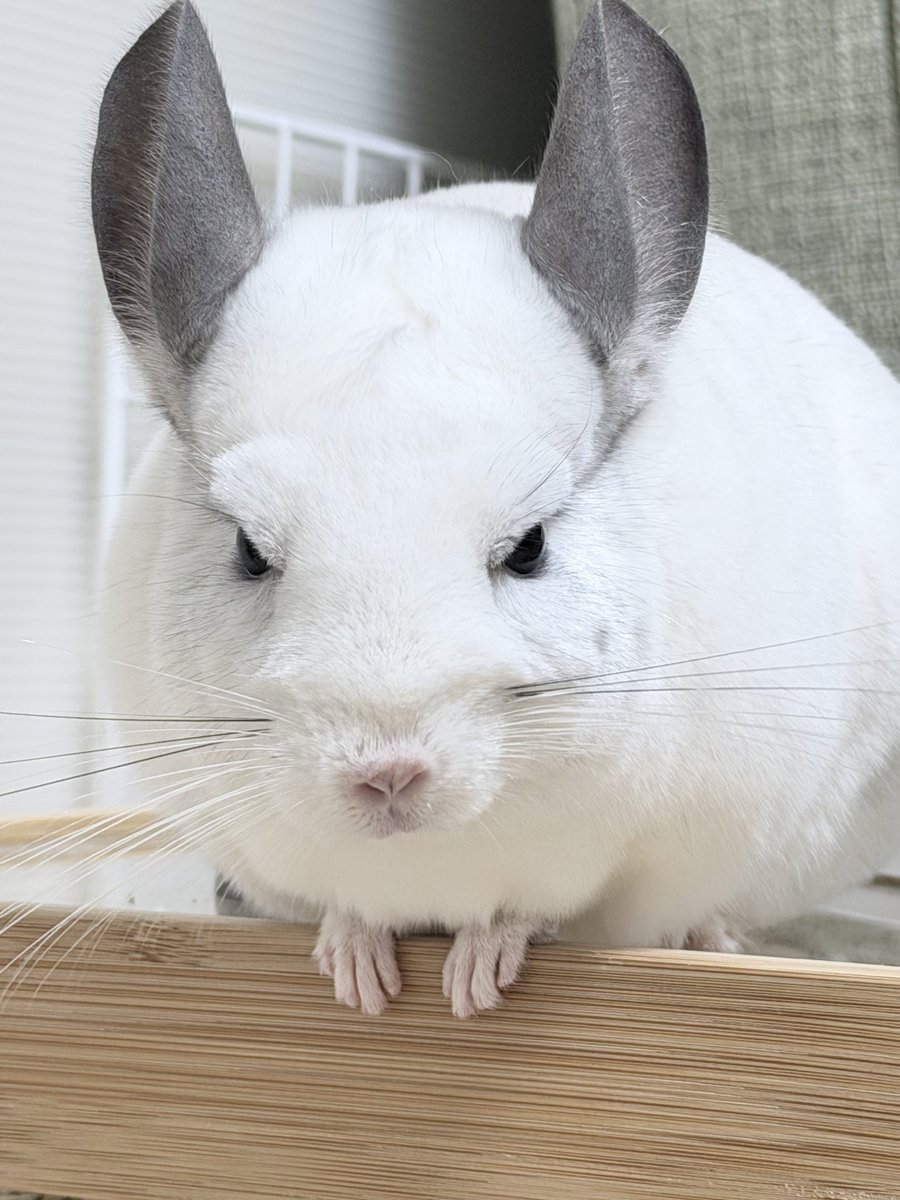 福🐭おこ顔チンチラ tweet media