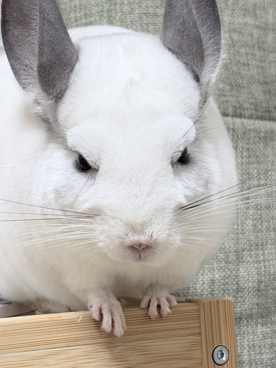 福🐭おこ顔チンチラ tweet media