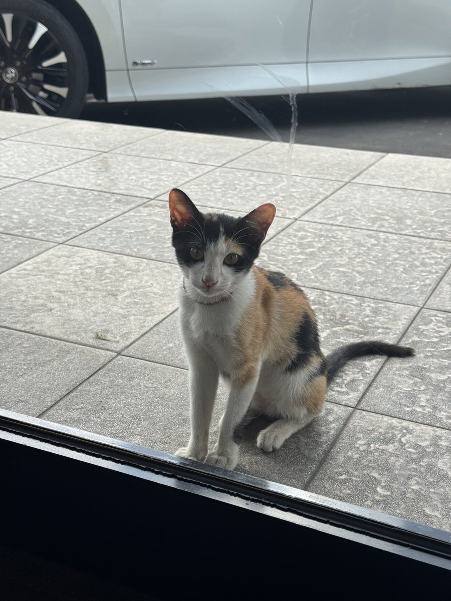 CatsofJakartaID's tweet photo. Let me in MEOW! https://t.co/1OAmrCjezm