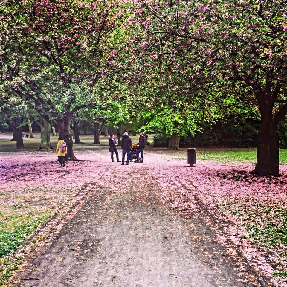 slowberlin's tweet image. Fallen blossoms at Humboldthain Park #berlin #walkingberlin