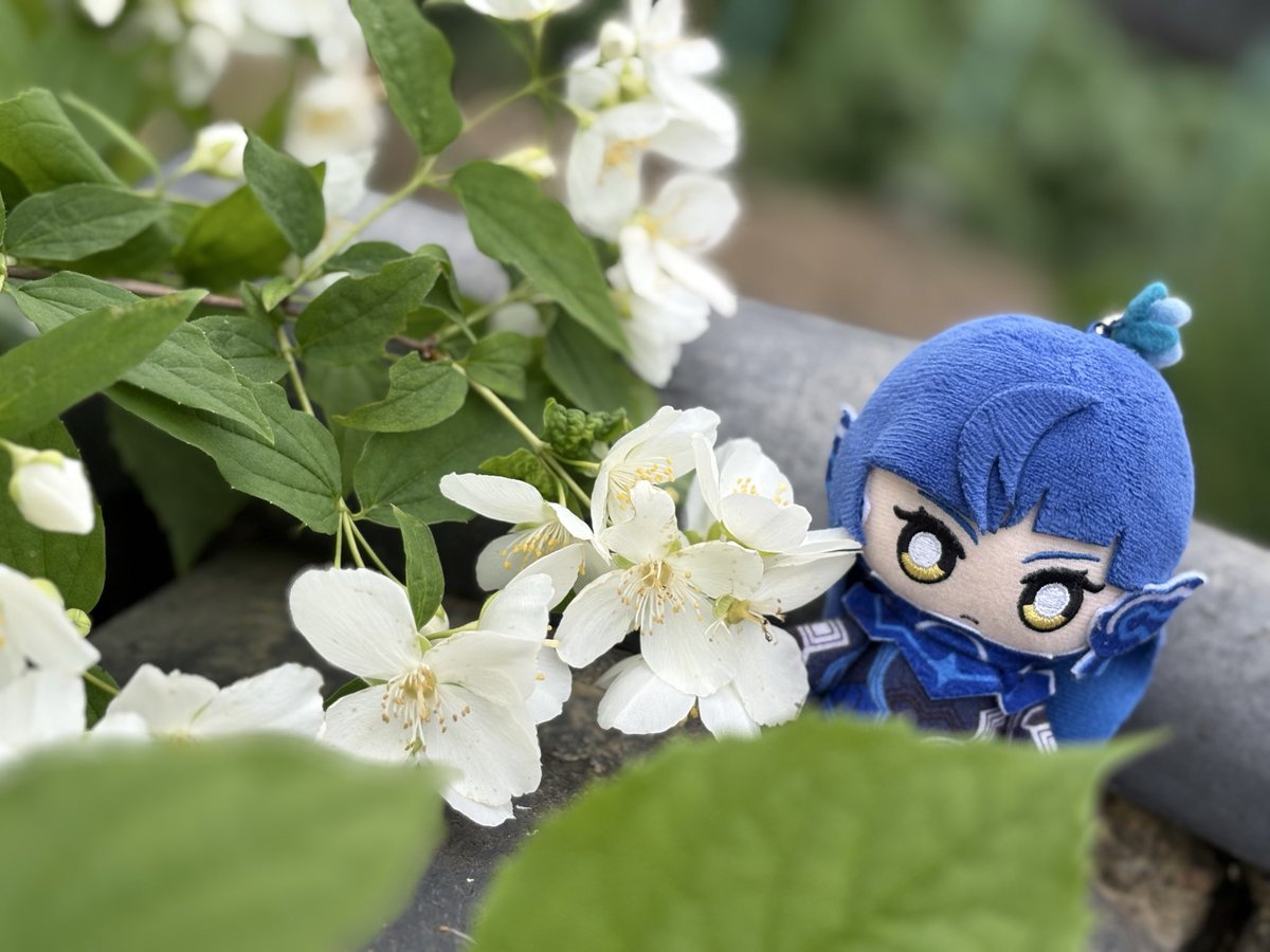 びのさんぽ
爽やかなおはなの季節！✨🌸