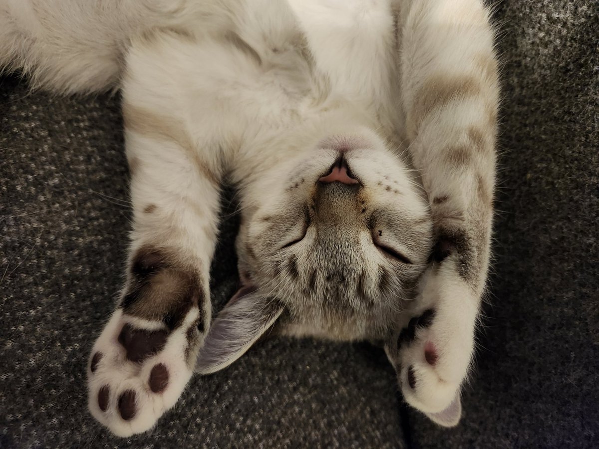 TheNerdyCatLady's tweet image. She's naked! 😹😹
She's out of her onsie now &amp;amp; honestly, I miss it lol. It was adorable. 
Actually I do think the onsies helped her to walk better, helped the unsteadiness in her back end, so I am gonna mention it to the vet, but she's healed well &amp;amp; doing fine. 😻 #CatsOfTwitter