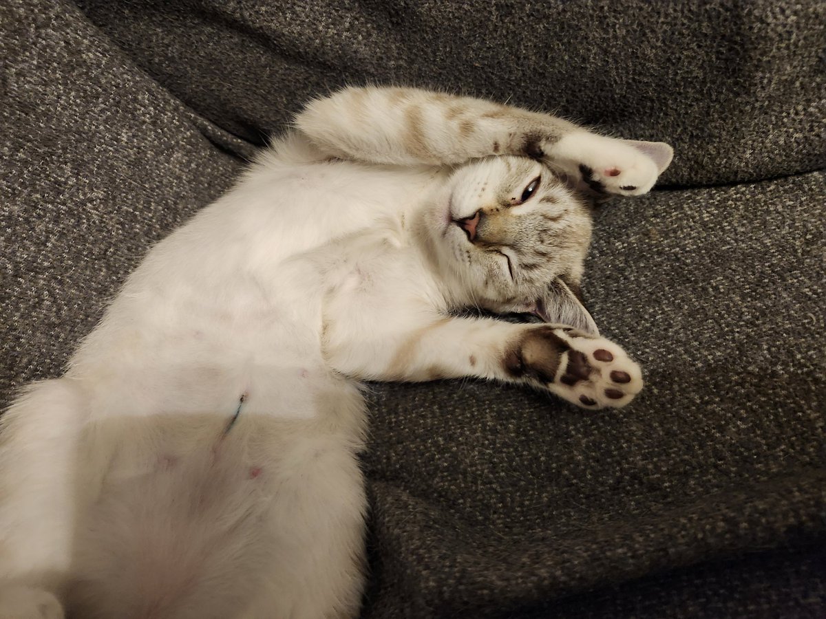 TheNerdyCatLady's tweet image. She's naked! 😹😹
She's out of her onsie now &amp;amp; honestly, I miss it lol. It was adorable. 
Actually I do think the onsies helped her to walk better, helped the unsteadiness in her back end, so I am gonna mention it to the vet, but she's healed well &amp;amp; doing fine. 😻 #CatsOfTwitter