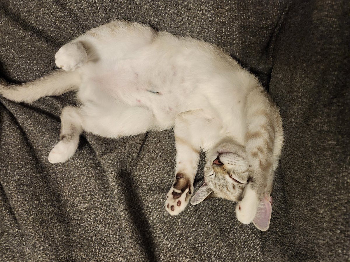 TheNerdyCatLady's tweet image. She's naked! 😹😹
She's out of her onsie now &amp;amp; honestly, I miss it lol. It was adorable. 
Actually I do think the onsies helped her to walk better, helped the unsteadiness in her back end, so I am gonna mention it to the vet, but she's healed well &amp;amp; doing fine. 😻 #CatsOfTwitter