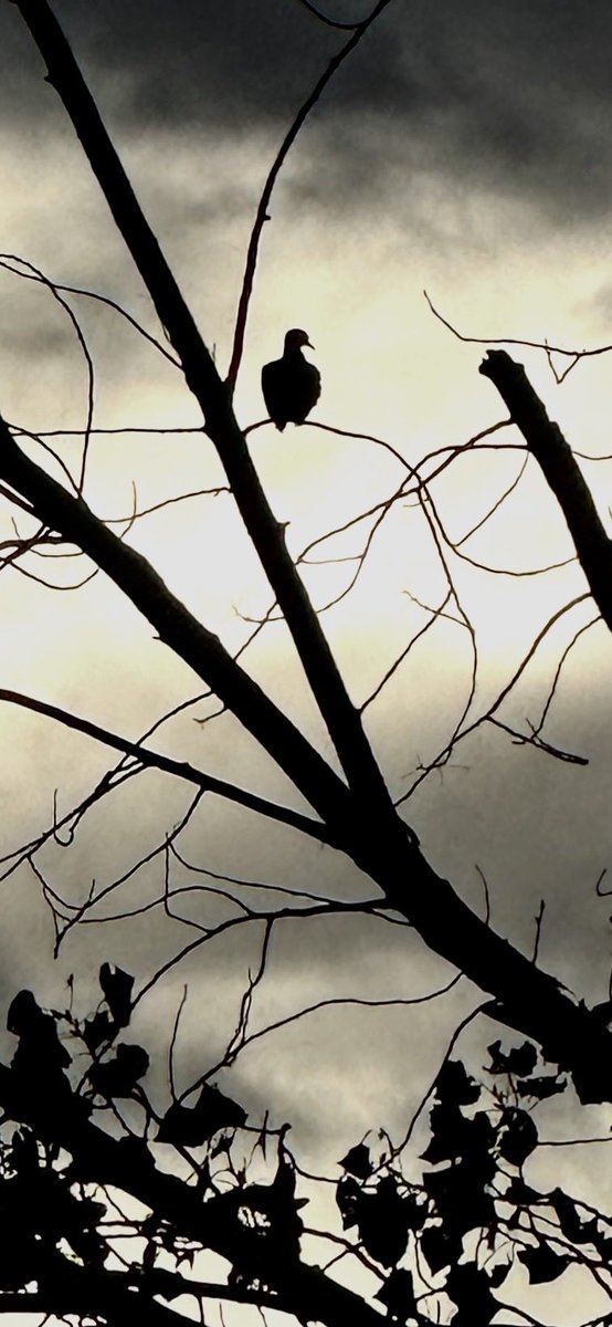 jonimarielew's tweet image. Dusk in the desert. #Nevada #desert #clouds #dusk #dove