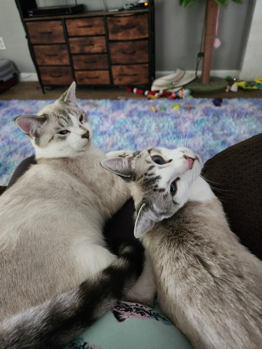 TheNerdyCatLady's tweet image. The boys are also glad to be home. 😻 #CatsOfTwitter