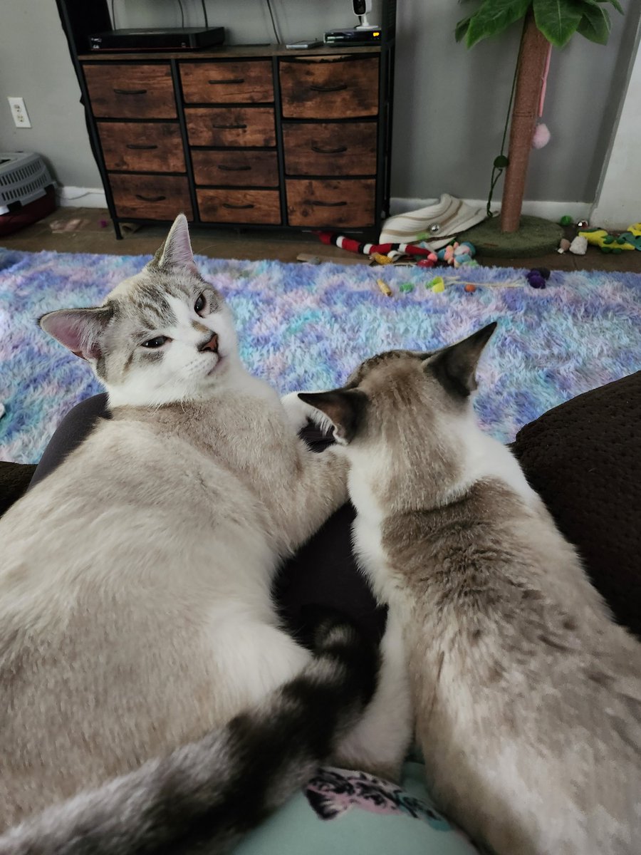 TheNerdyCatLady's tweet image. The boys are also glad to be home. 😻 #CatsOfTwitter