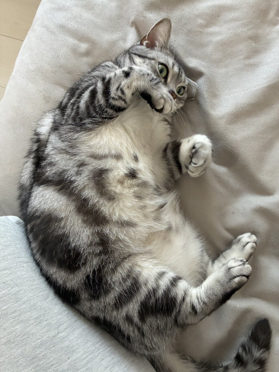 🐱