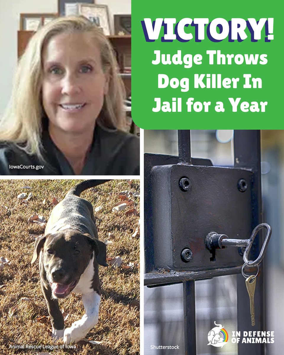IDAUSA's tweet image. A woman who killed one #dog &amp;amp; abused another in #Iowa will serve jail time. The #survivor has been #adopted into a loving home.
Read more: bit.ly/4w4fIgT
Pls RT &amp;amp; support bit.ly/4t8ee2c
#Justice4Animals #Dogs #AnimalCruelty #DogRescue