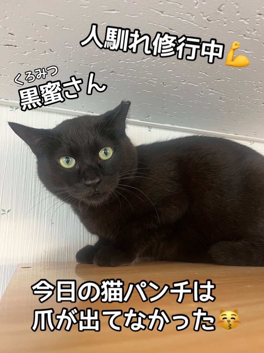 『おうちにおいで』 tweet media
