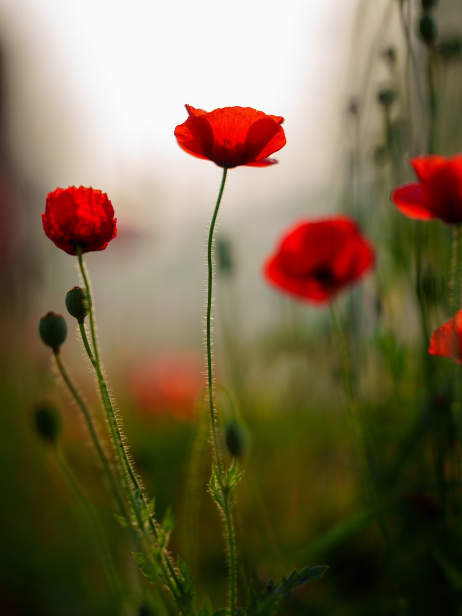 ViewFromShikhar's tweet image. Let’s see your red photos!