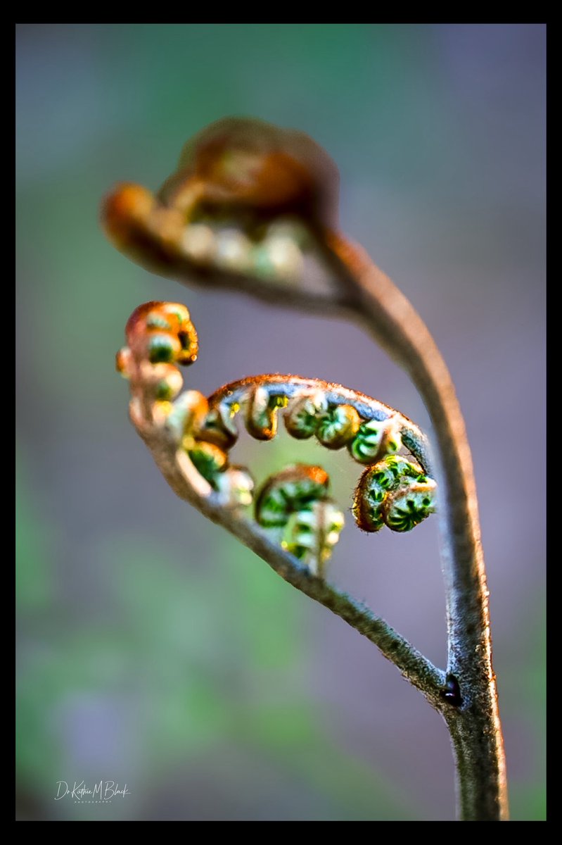 drkathiemblack's tweet image. Spiral of Promise
•
Watching fiddleheads progress into ferns is fascinating.
•
#nikon #nikonphotographer #mylife #fiddleheads #ferns #macrophotography