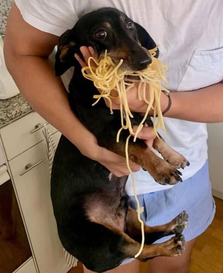 Doglover tweet media