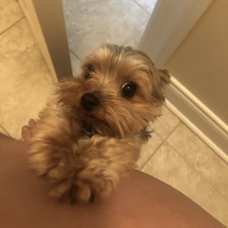 Doglover tweet media