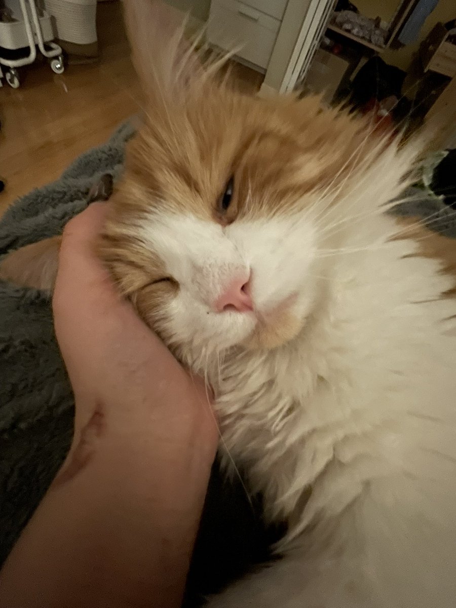 usersaidhi's tweet image. #kitty :3 
(that sound in the vid is just my phone charm btw)