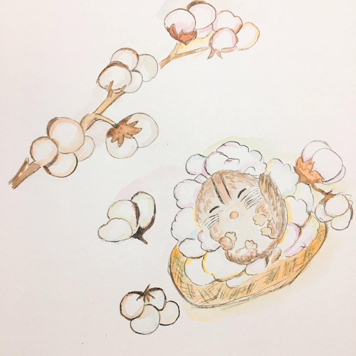 RioHanamiya's tweet photo. 透明水彩画
綿花とヤマネ
＃透明水彩　＃やまね
＃illustration https://t.co/u4xypCbzYK