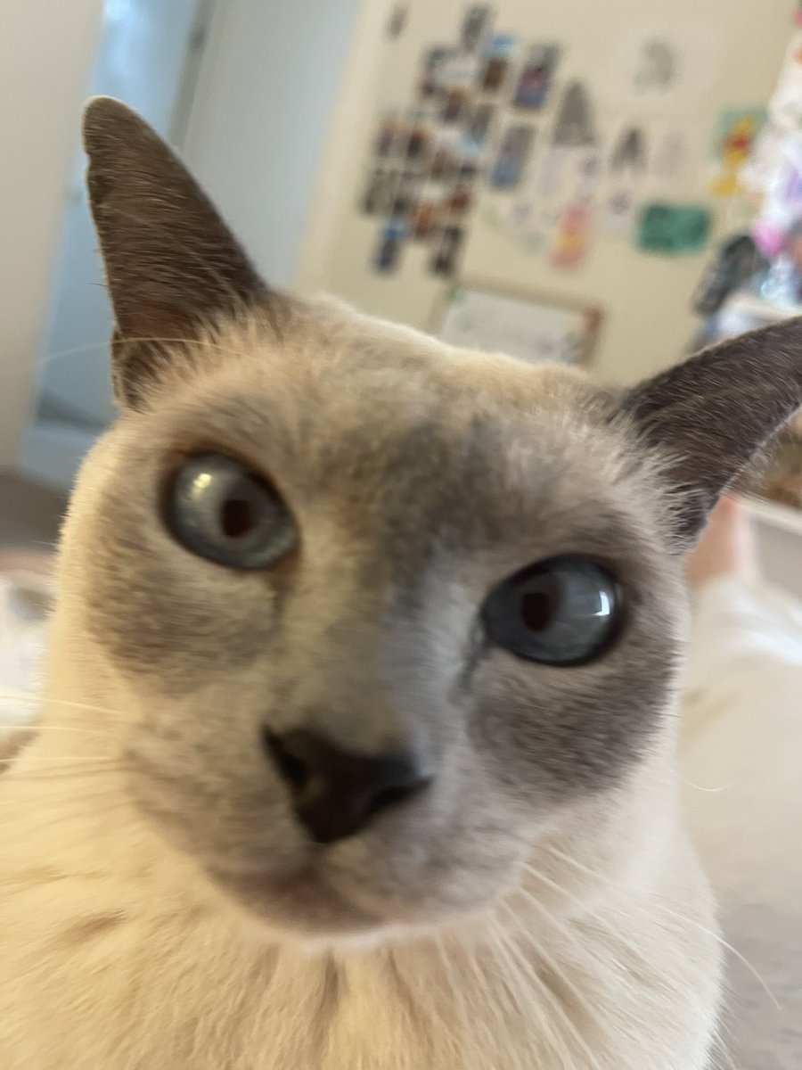 JuJu_Agere's tweet image. Dis is kitty.
Kitty wants toys.
Mi also want toys.
Mi n kittys toys are in mi throne 
throne.com/julietteluvmlp
#agere #kitty #cute #throne #gifiting