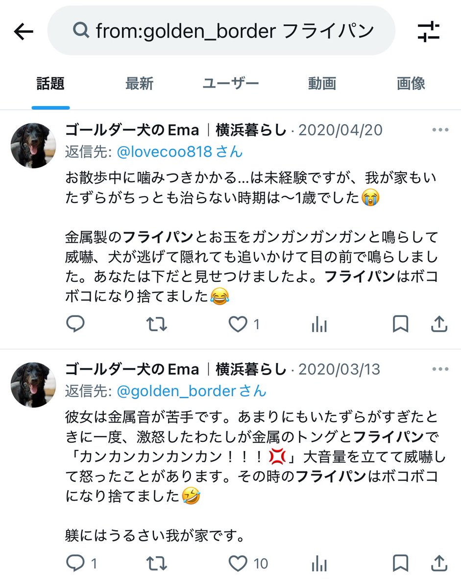 ゴールダー犬のEma｜横浜暮らし tweet media