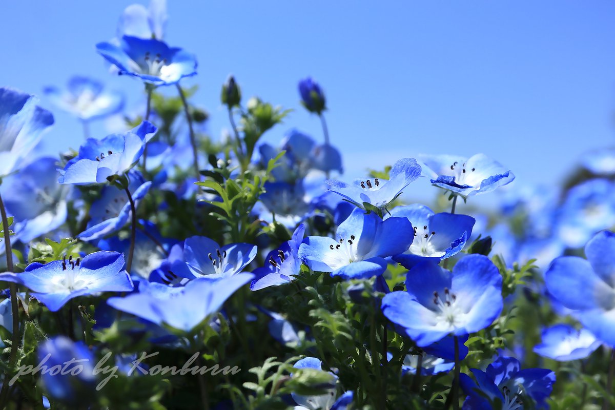 コンブル(compact blue ) tweet media