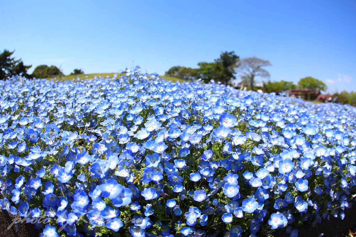 コンブル(compact blue ) tweet media